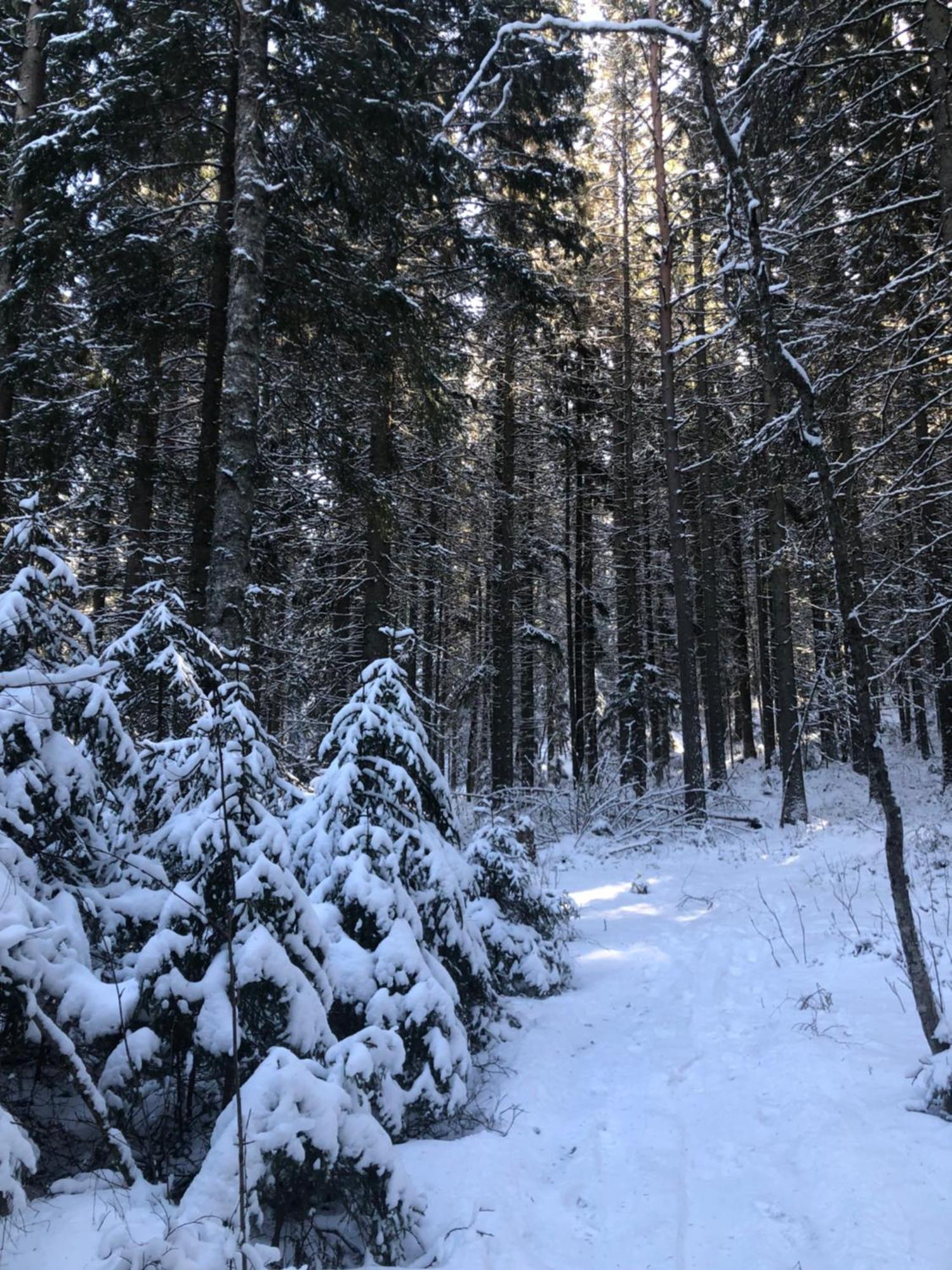Kungsbergetnatur Järbo Εξωτερικό φωτογραφία